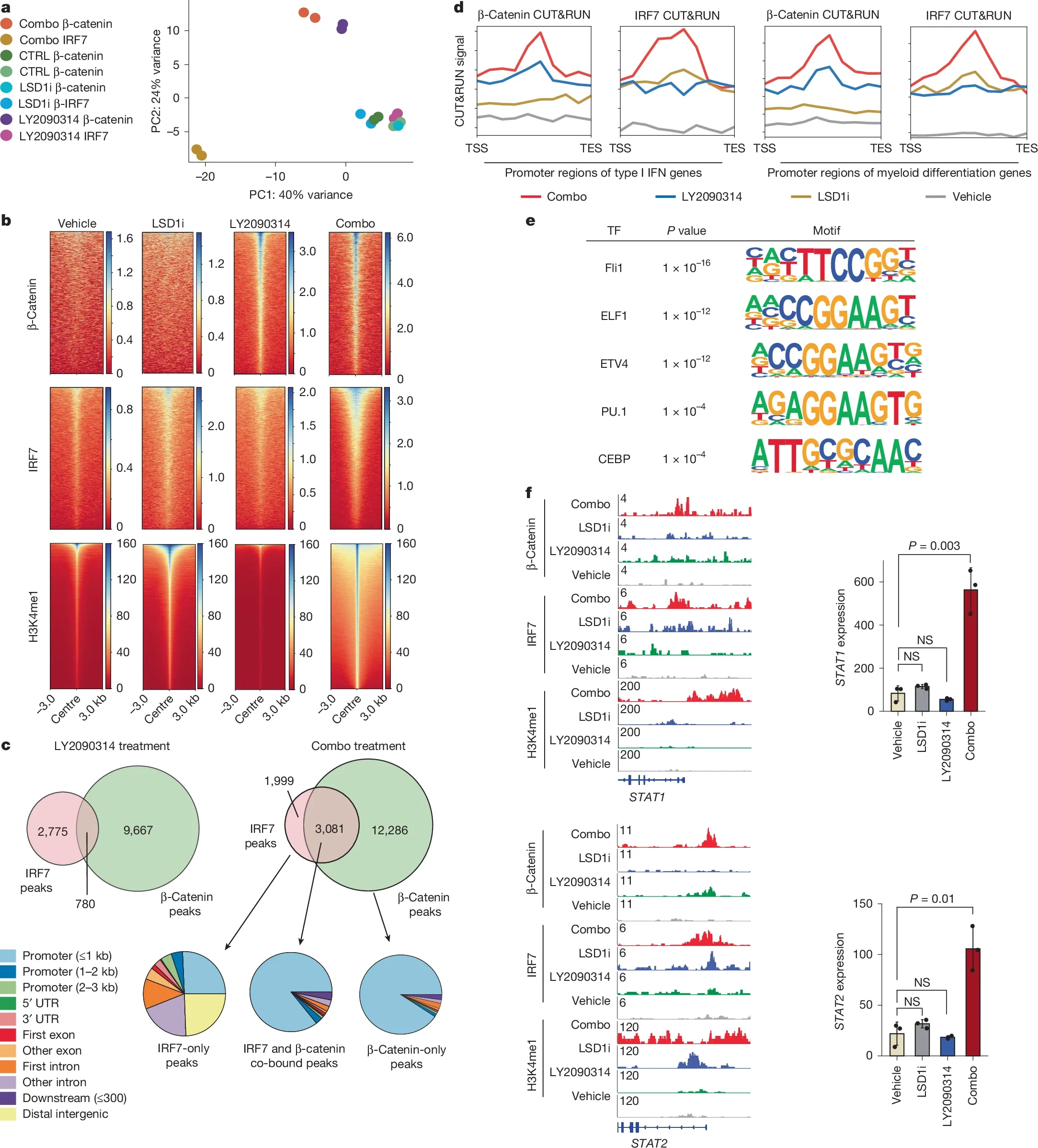 Combo treatment induces selective co-occupancy of IRF7 and β-catenin at the promoter of the type I IFN signalling pathway genes.