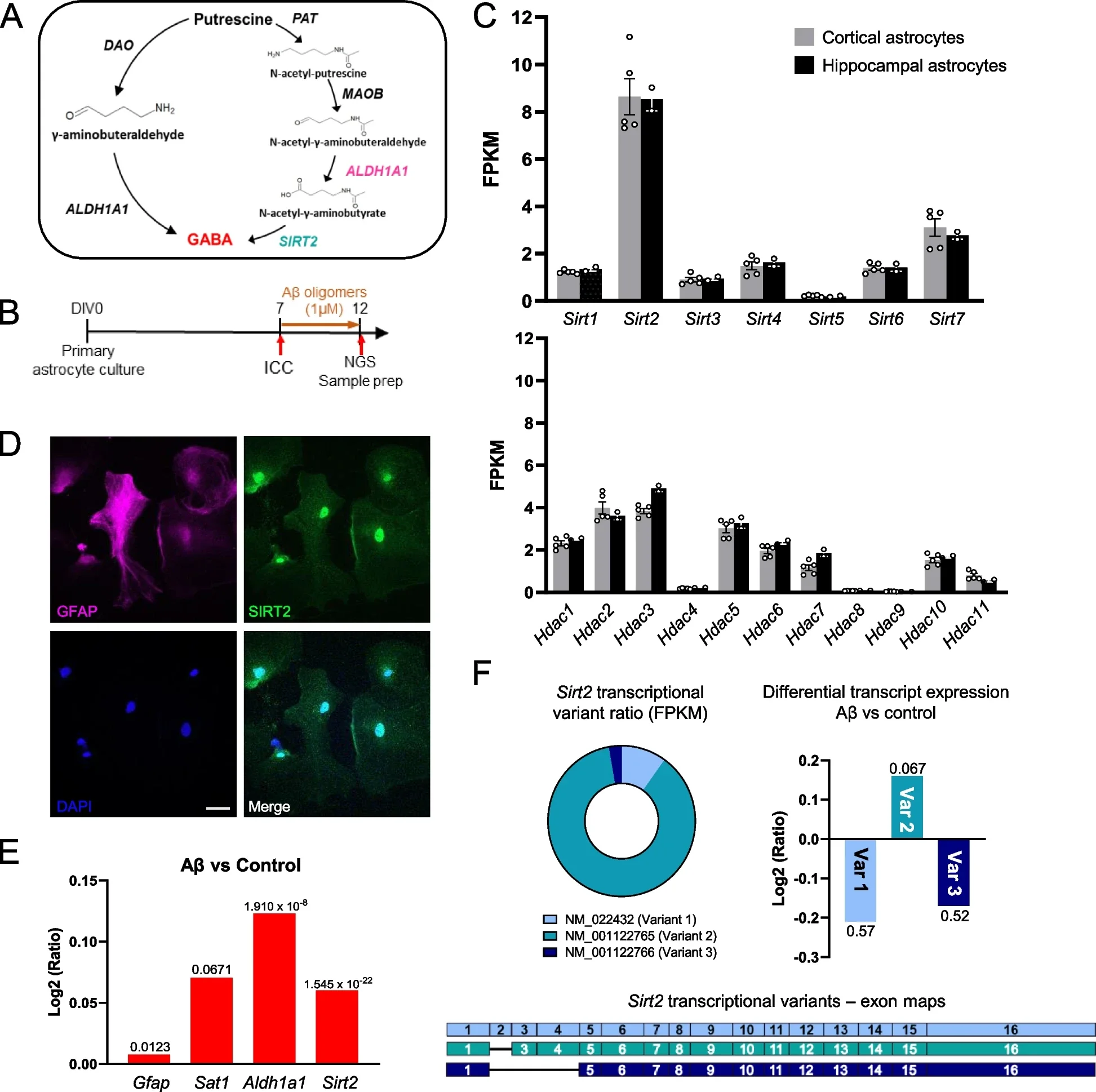 Sirt2 is highly expressed in cortical and hippocampal astrocytes.