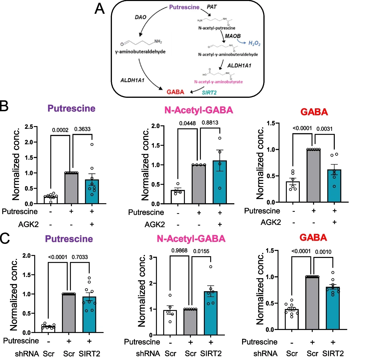 SIRT2 inhibition reduces GABA production while accumulating N-Acetyl-GABA and H2O2 in astrocytes.