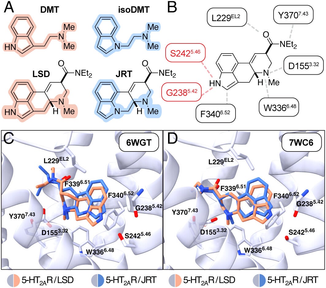 Structural basis for the rational design of JRT.