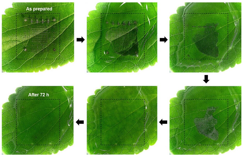A step-by-step demonstration showing how the device, placed on a green leaf, completely dissolves in water within 72 hours.