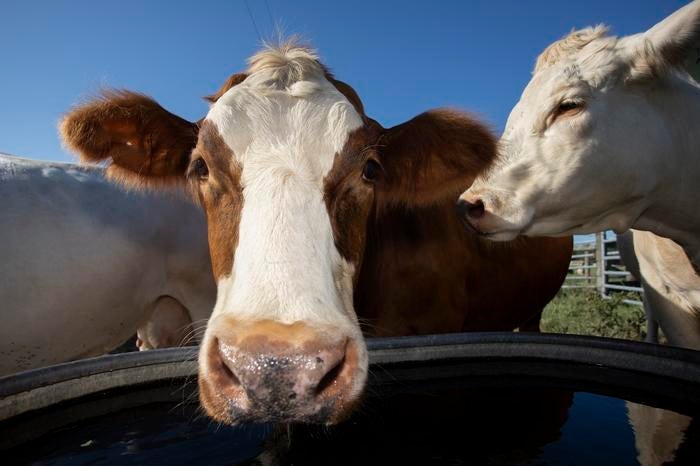A flaxseed-based feed helps cows cut methane while boosting digestion, offering a greener future for dairy farming.