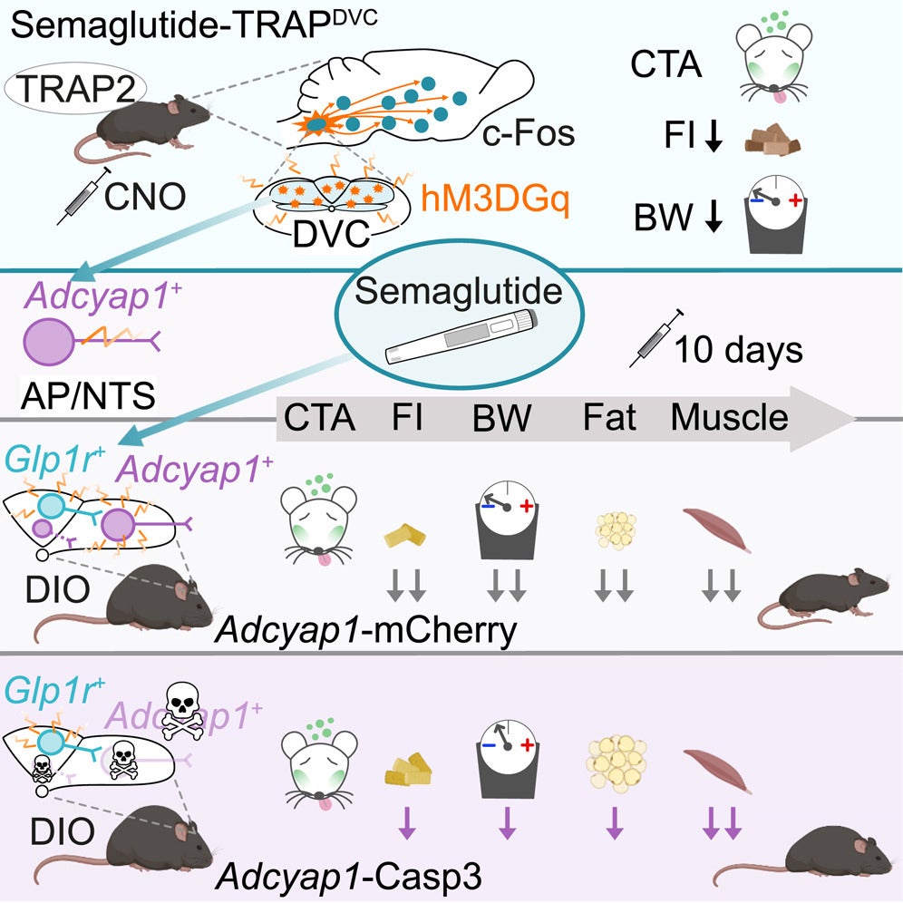 Graphical abstract illustrating how the GLP-1 receptor agonist semaglutide influences brain activity.