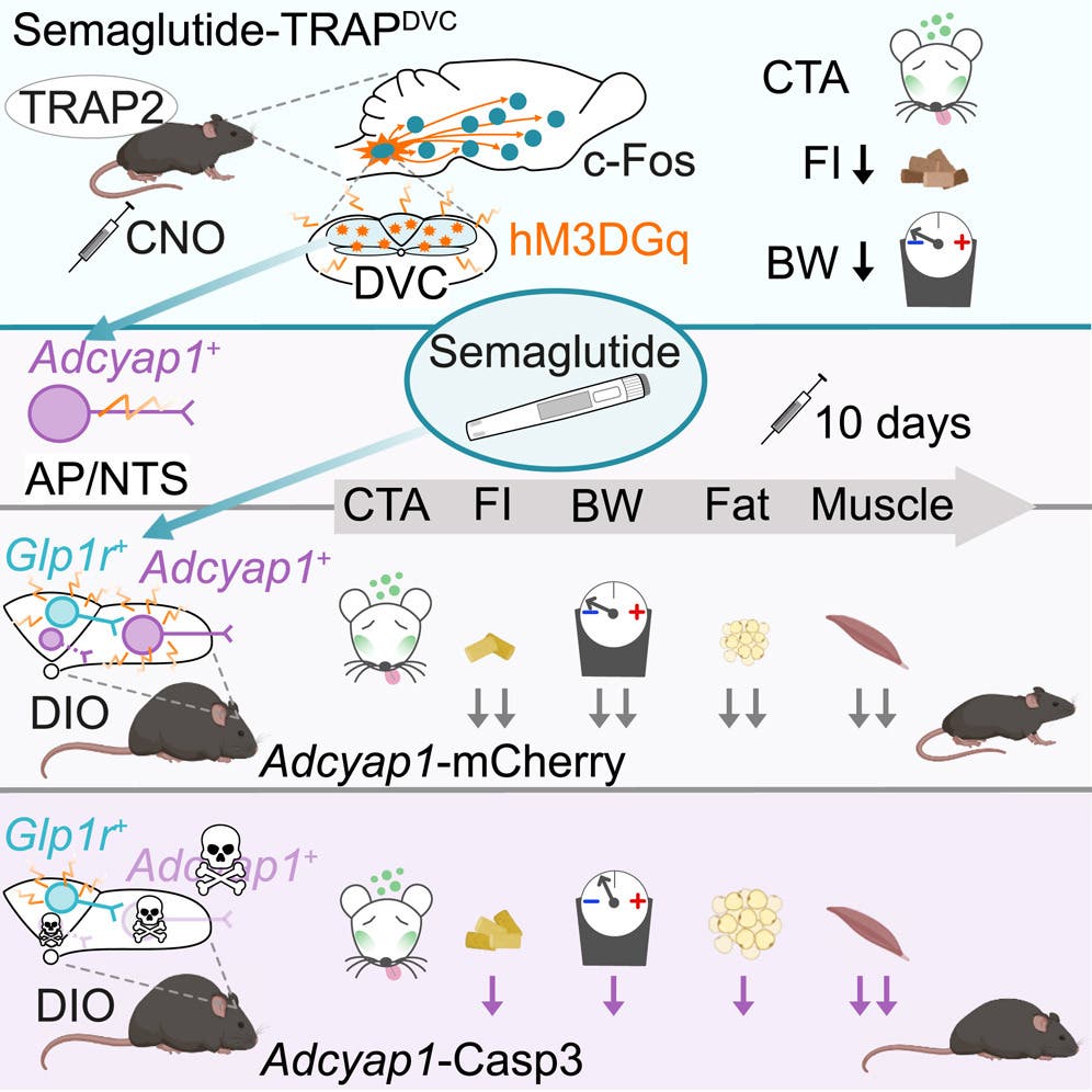 semaglutide effect on brain Weight loss connected to nerve cells in the brain, study finds