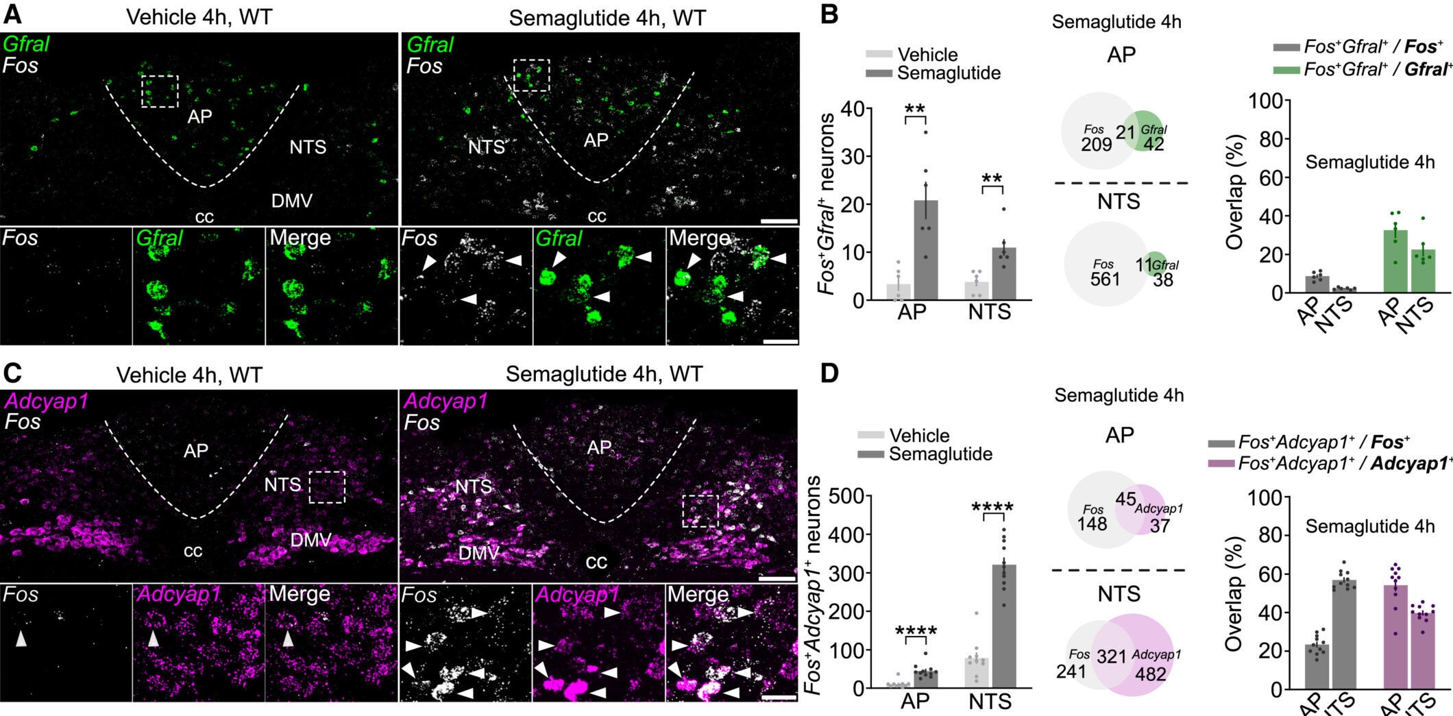Gfral+ and AP/NTS Adcyap1+ neurons are activated by semaglutide