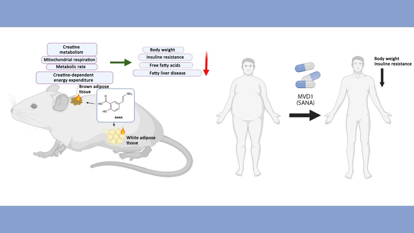 Breakthrough new drug stops fat buildup and reverses obesity in clinical  trial - The Brighter Side of News