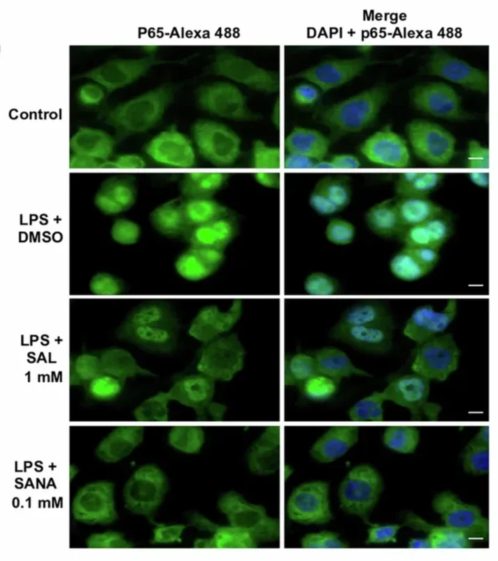 Physicochemical and biological characterization of the canonical nitroalkene effects of SANA.