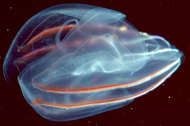 UC Berkeley scientists have identified comb jellies—also known as ctenophores—as likely the first animals to evolve, suggesting that these ocean-dwelling predators may sit at the base of the animal kingdom.