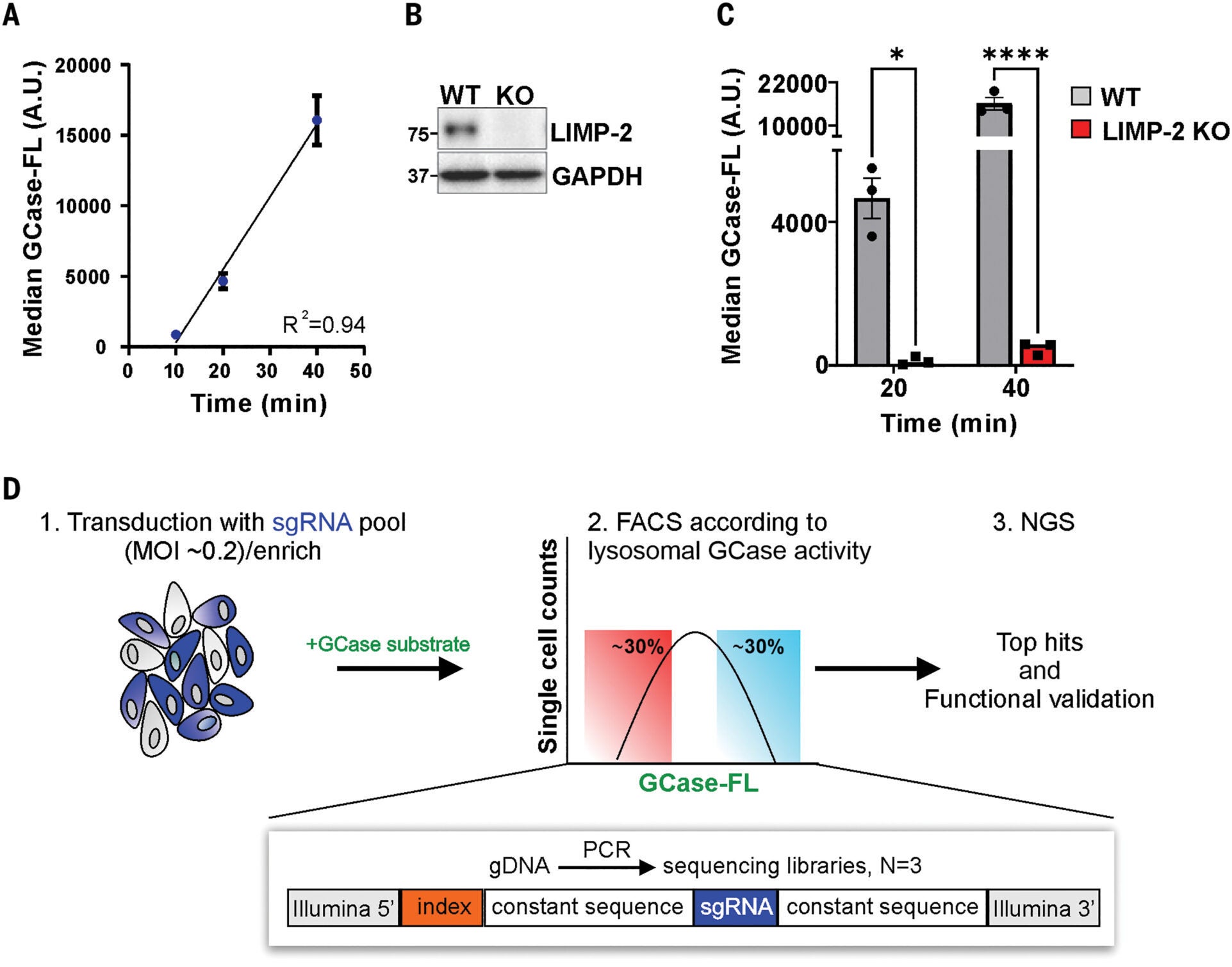 Identification of candidate modifiers of lysosomal GCase activity through a genome-wide CRISPRi screen.