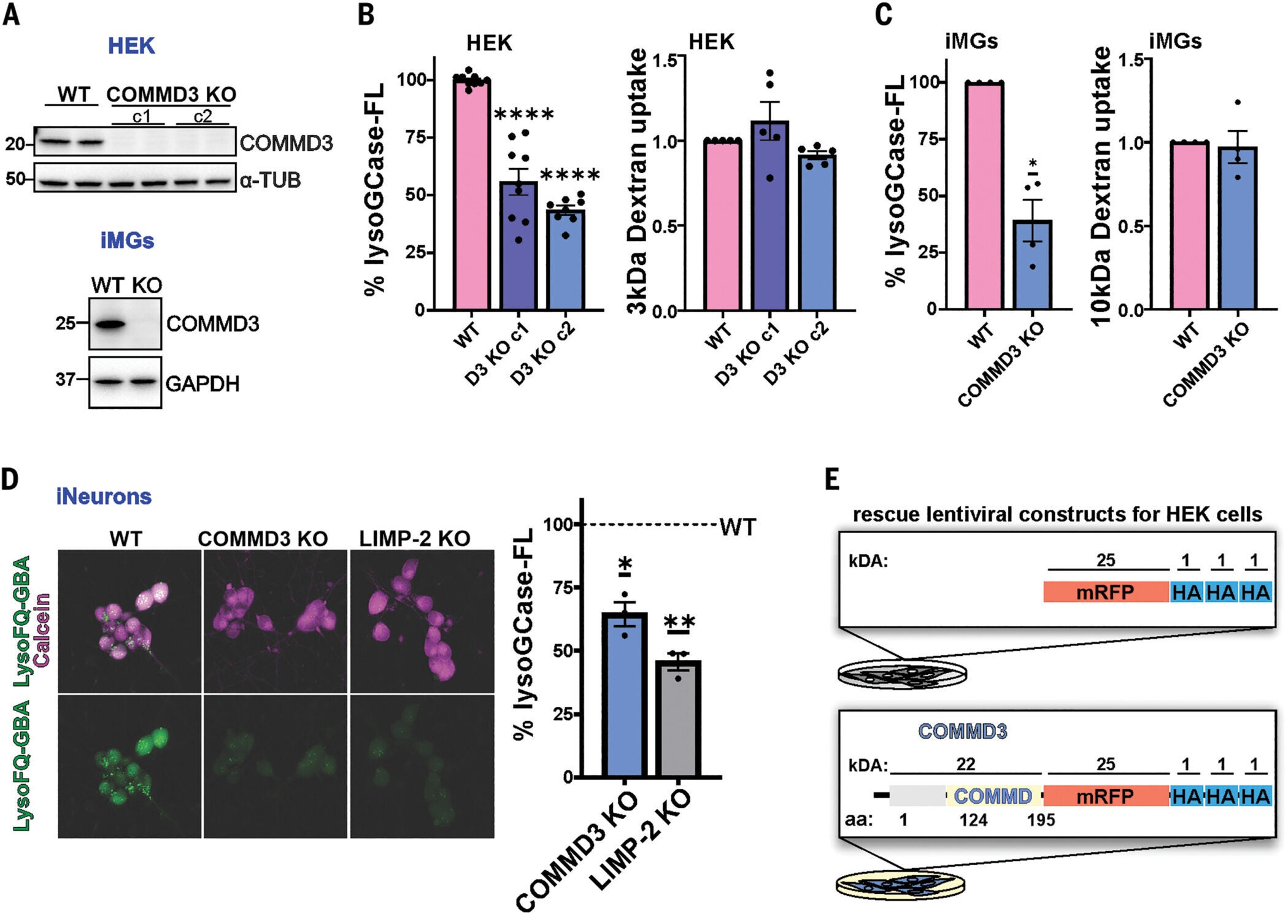 COMMD3 knockout reduced lysosomal GCase activity.