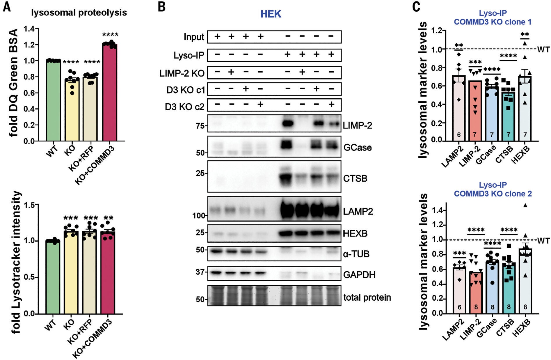 Loss of COMMD3 function led to lysosomal dysfunction.