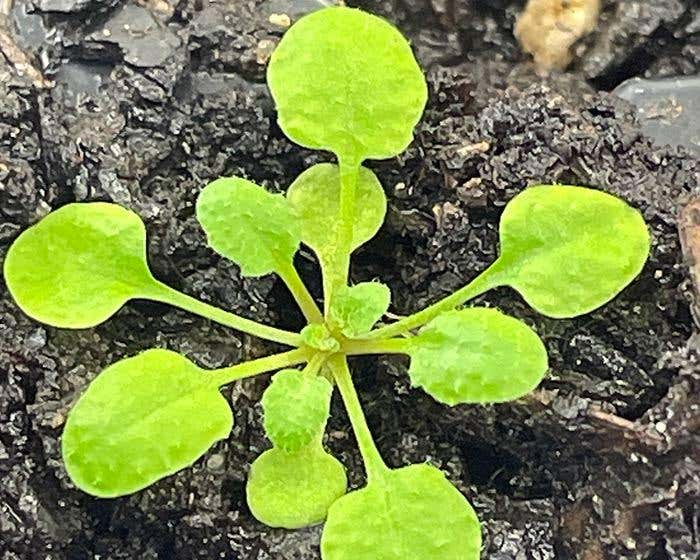 Rutgers scientists uncover how plant enzyme metacaspase 9 activates to fight disease, opening doors to better crop protection.