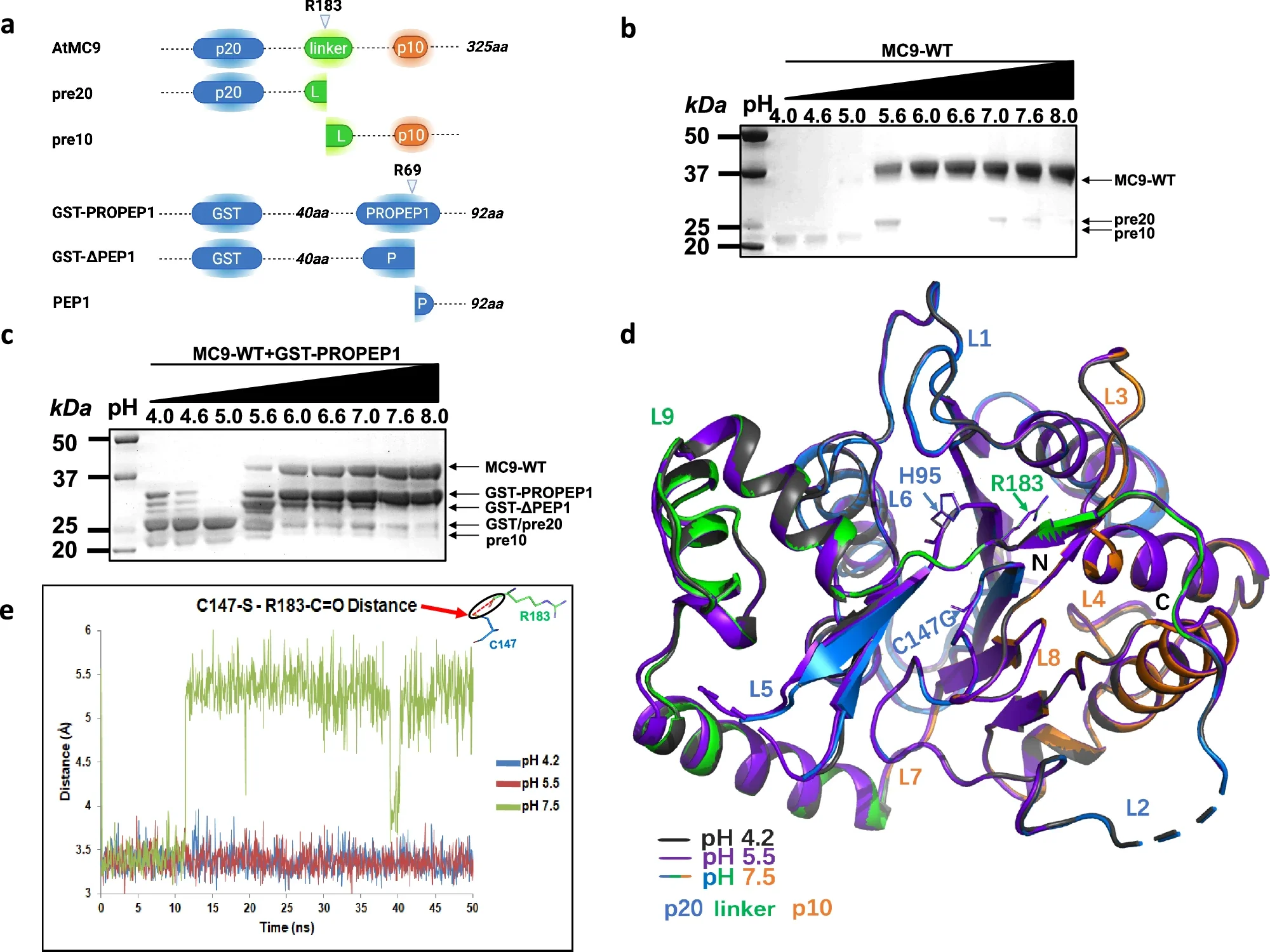 Structure and activity of AtMC9.