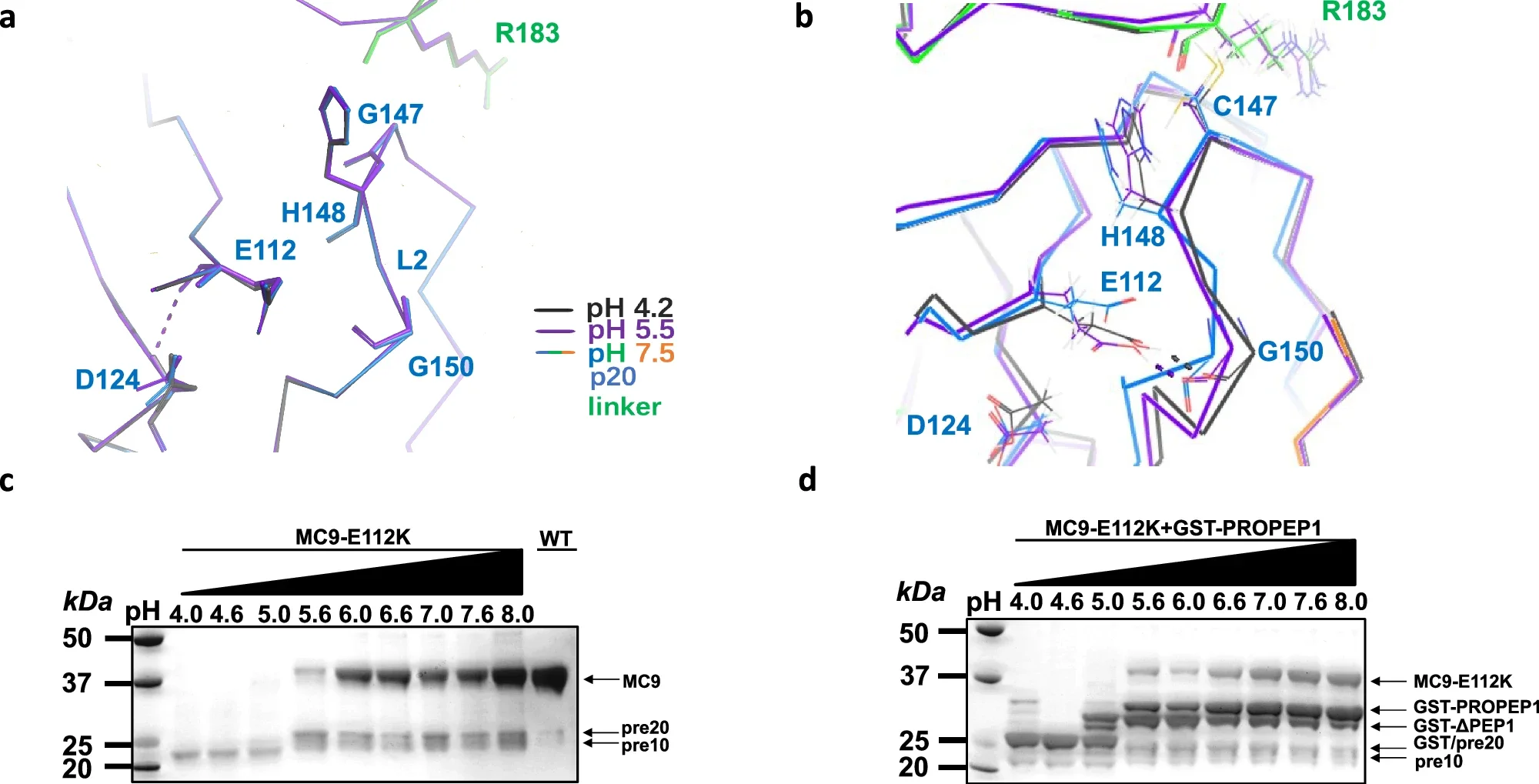 A conserved negatively charged residue, Glu112, in the p20 domain contributes to AtMC9 activation and substrate processing.