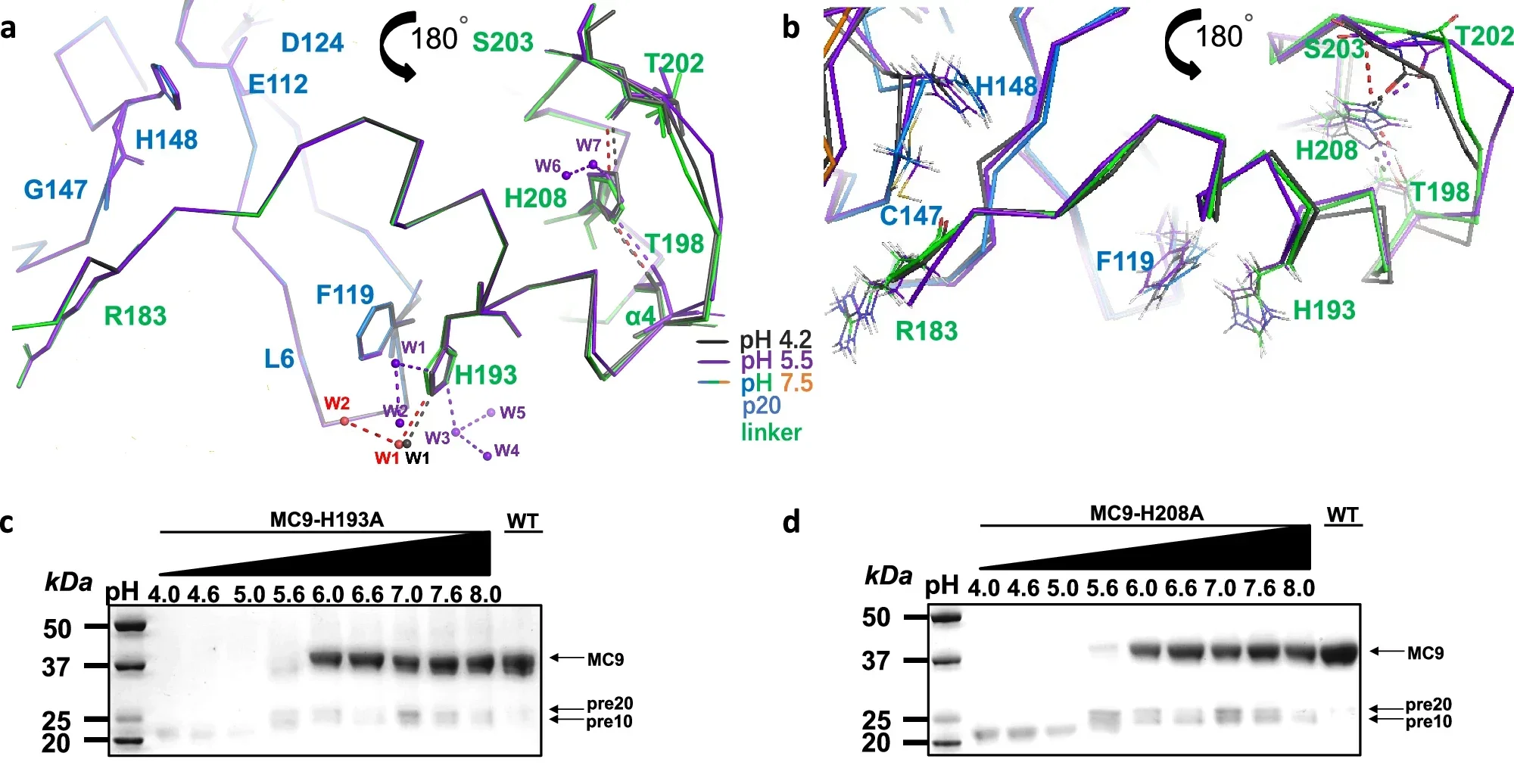 Two histidine residues in the linker domain regulate self-cleavage activation and substrate processing.