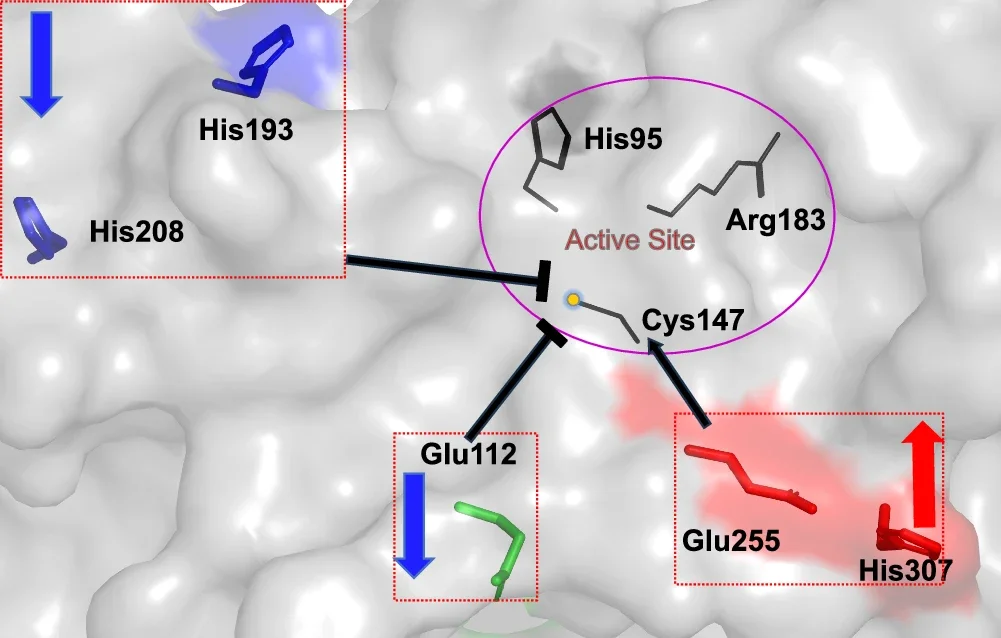 Proposed mechanism of AtMC9 activation and regulation.