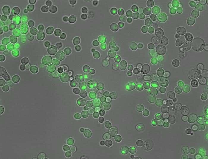 New AI tool CANYA helps scientists decode protein clumping, advancing treatment for diseases like Alzheimer's and drug development.