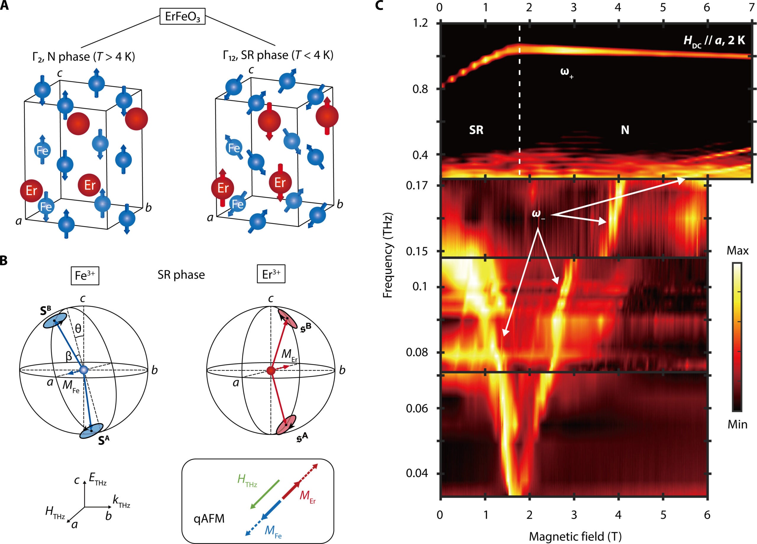 Spectroscopic evidence for the magnonic SRPT in ErFeO3.