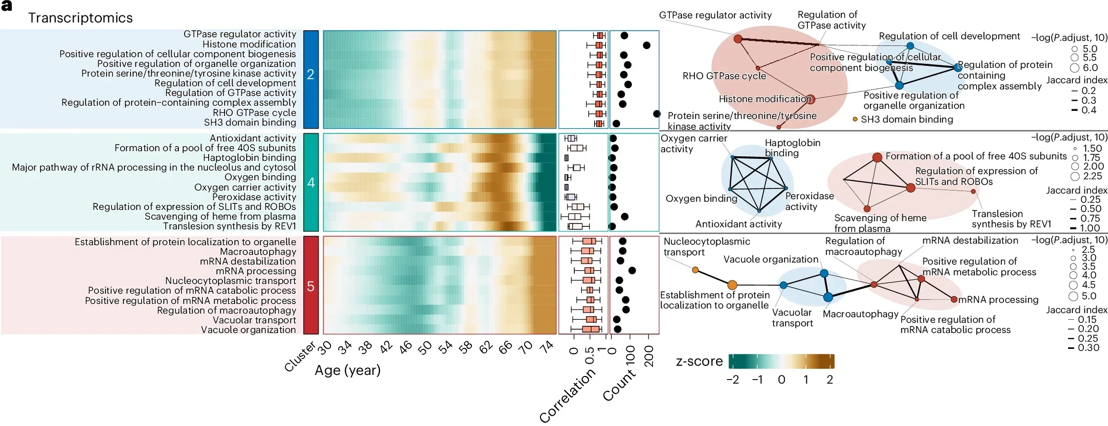 Functional analysis of nonlinear changing molecules in each cluster.