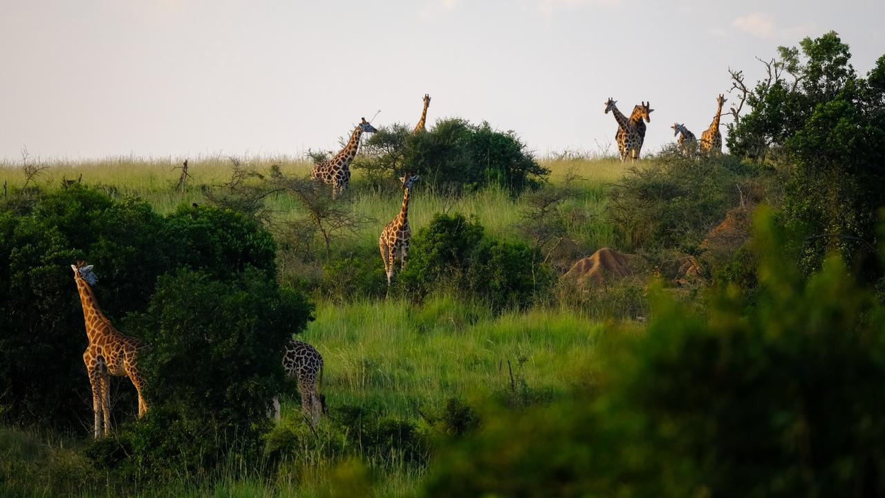 The researchers were surprised to find that the pattern of species distribution was the same, regardless of the life form. 