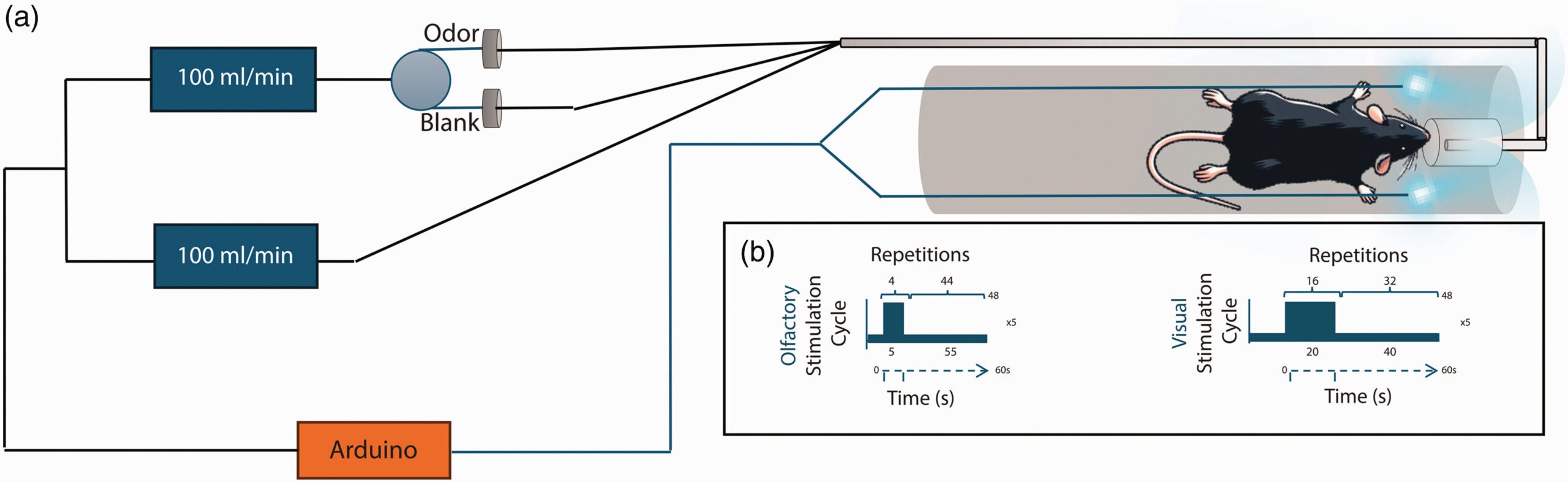 Experimental setup for fMRI experiments.