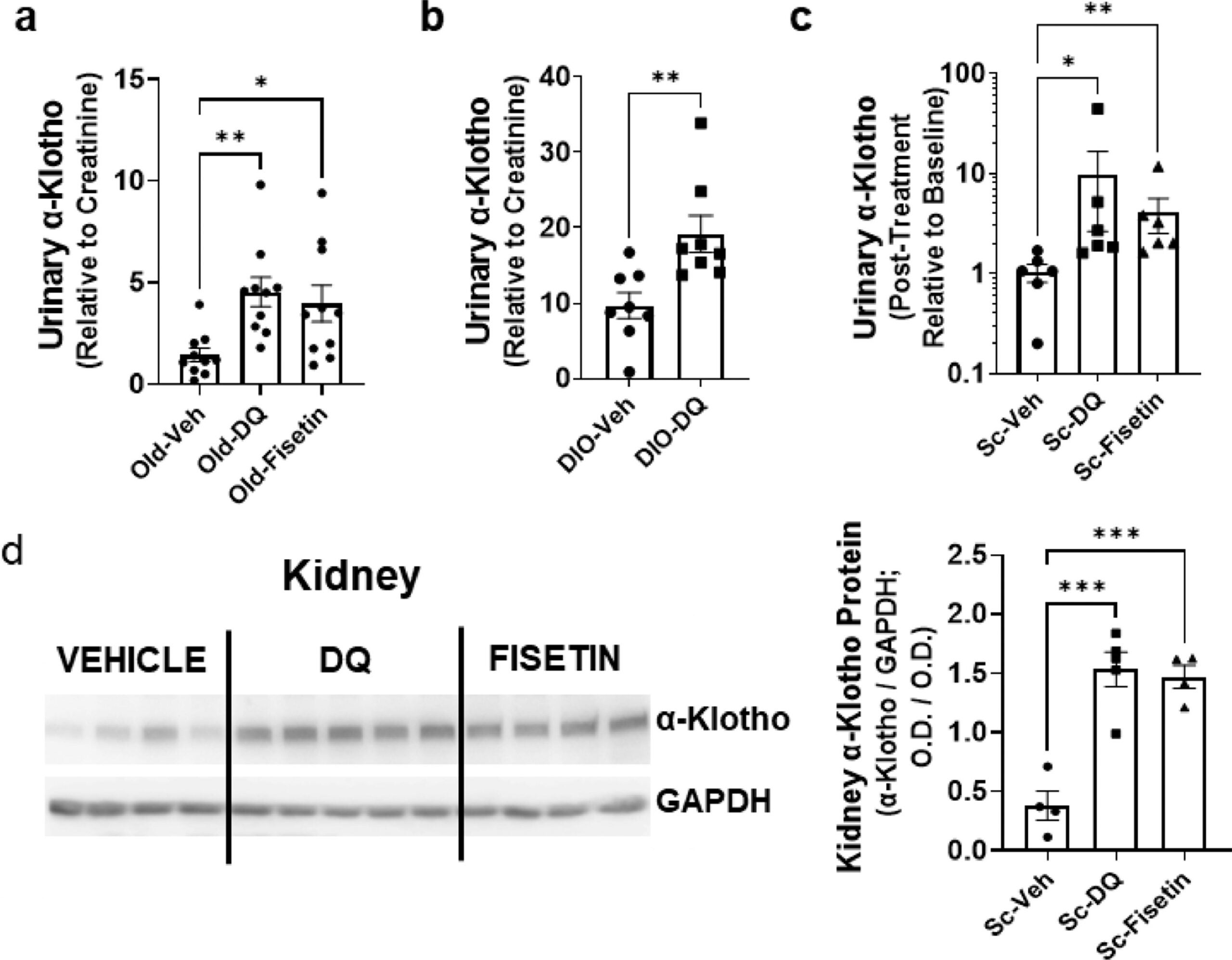Senolytics increase urinary and kidney α-Klotho in old or obese mice.