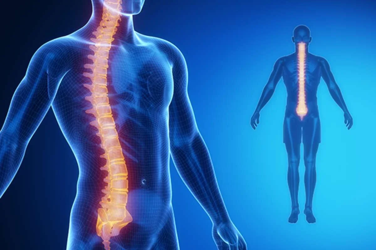 Breakthrough protein activates body’s ability to heal spinal cord damage