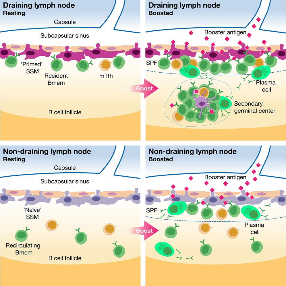 Graphical abstract of draining lymph node behavior. Graphical abstract of draining lymph node behavior.
