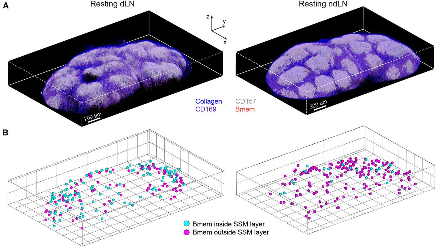 Location-dependent positioning of Bmems in the subcapsular niche Location-dependent positioning of Bmems in the subcapsular niche