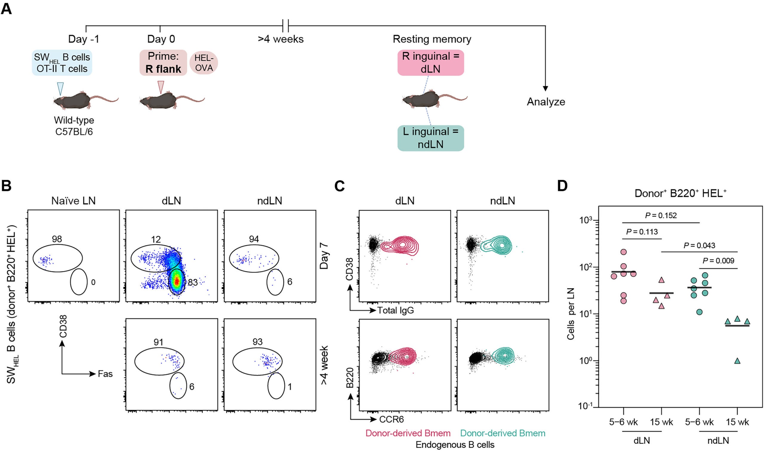 System for in situ Bmem generation