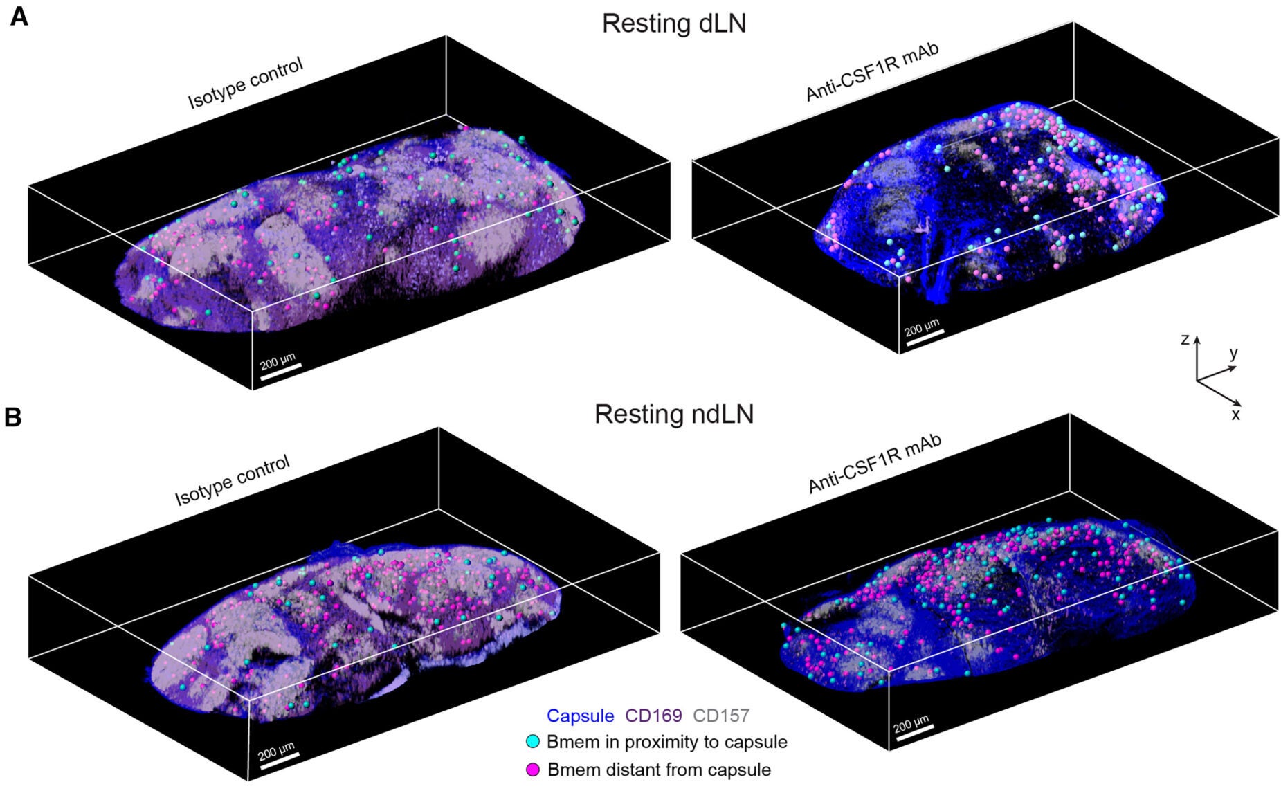 CSF1R-dependent SSMs position Bmems in the subcapsular niche
