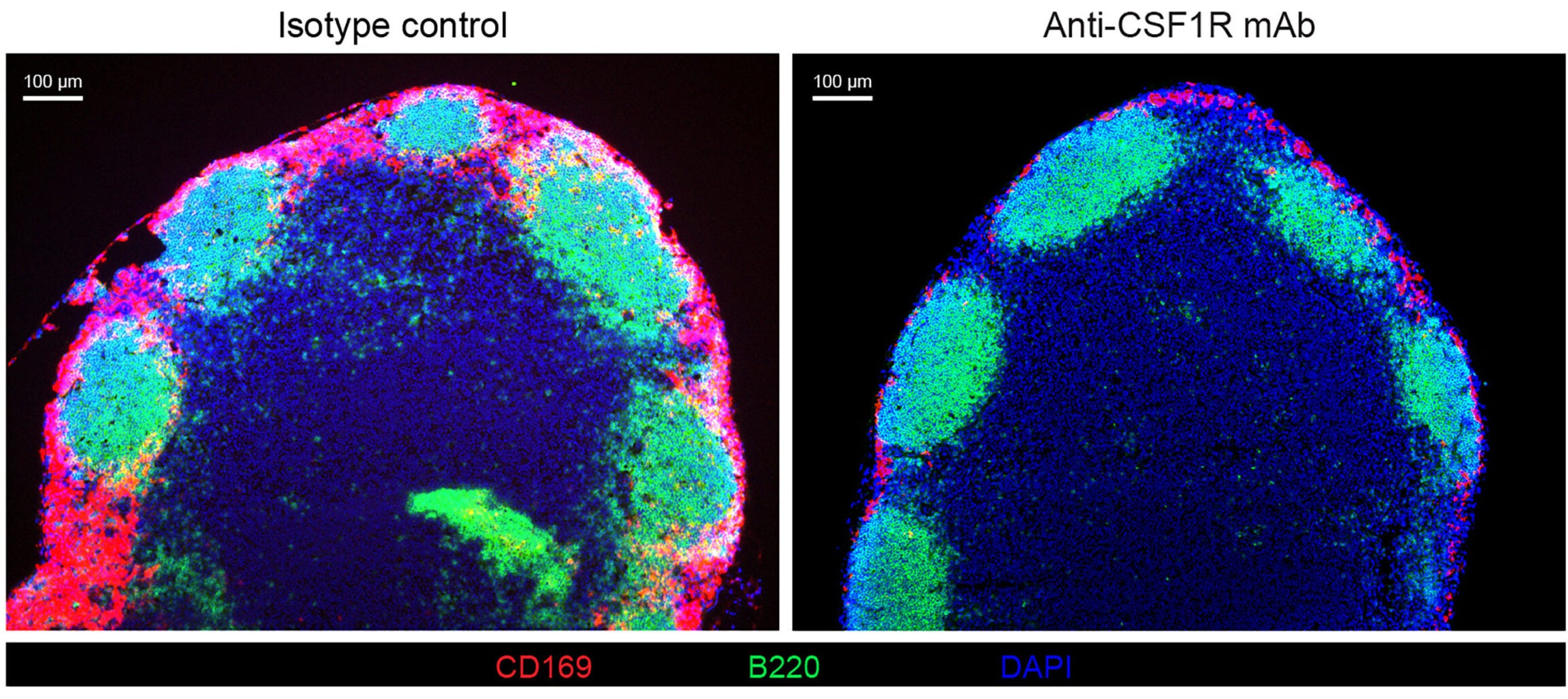 Representative LN cryosections stained for CD169 (red), B220 (green), and DAPI (blue) showing isotype-control-treated (left) and anti-CSF1R mAb-treated LNs.