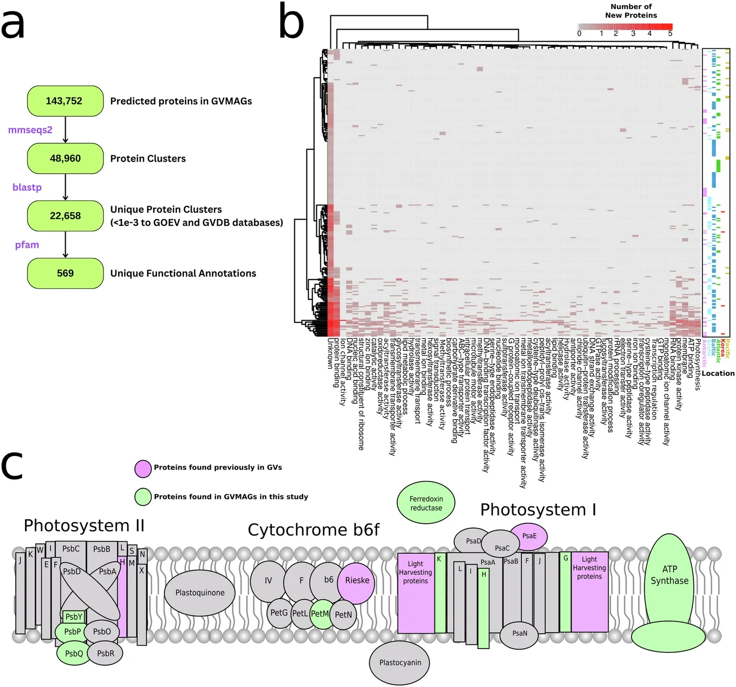 Unique functional potential in recovered giant virus metagenome-assembled genomes (GVMAGs).