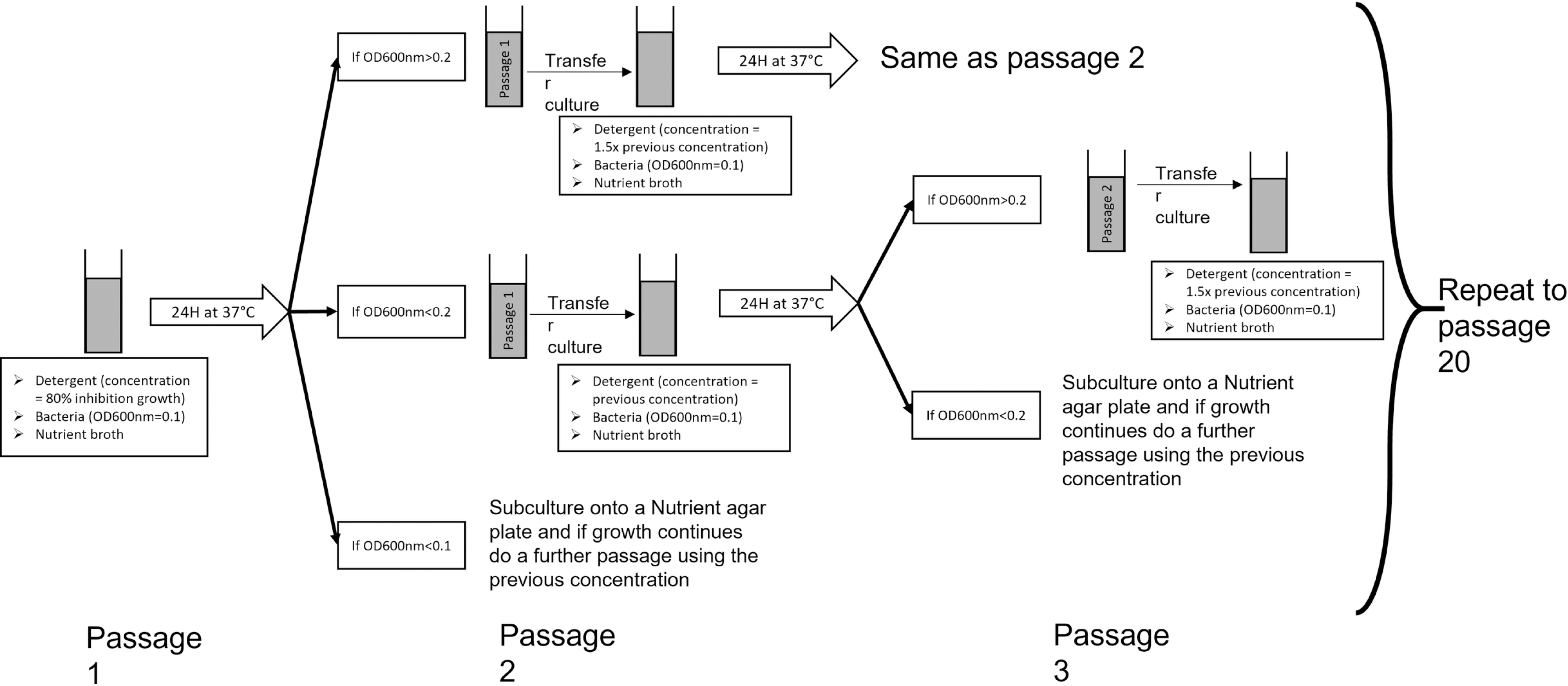 Schematic representation of the detergent tolerance induction assay.