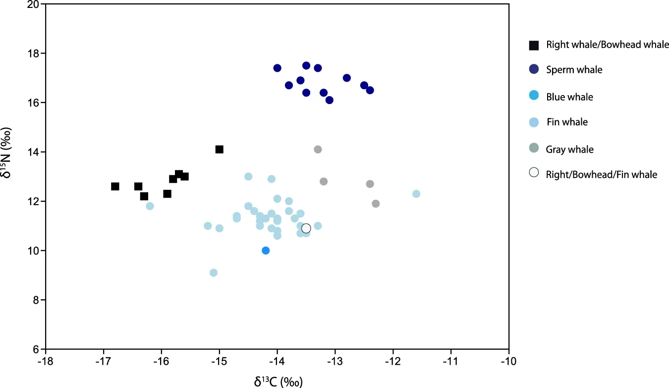 Carbon (δ13C) and nitrogen (δ15N) stable isotope ratios in the 55 samples of whale bone.