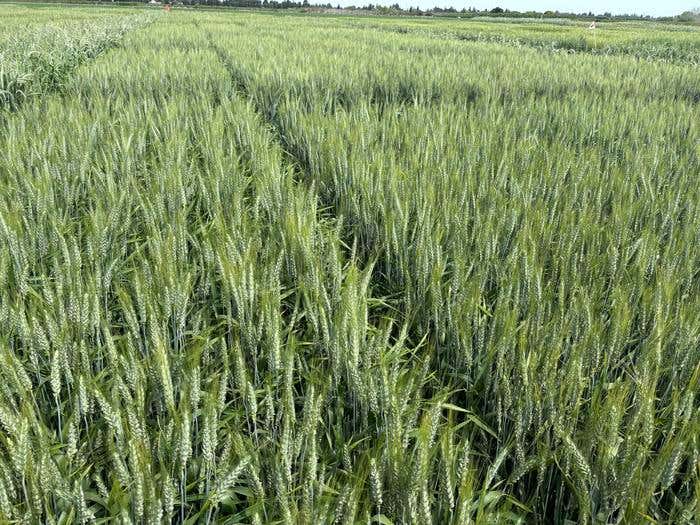 UC Davis scientists reduce wheat's gluten risk while boosting dough quality in major step for celiac research.