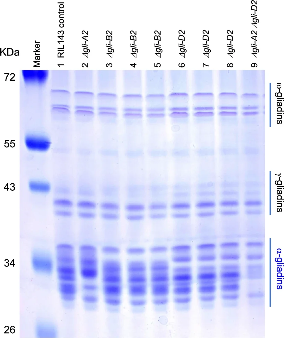 Polyacrylamide gel showing soluble proteins extracted with 50% 1-propanol.
