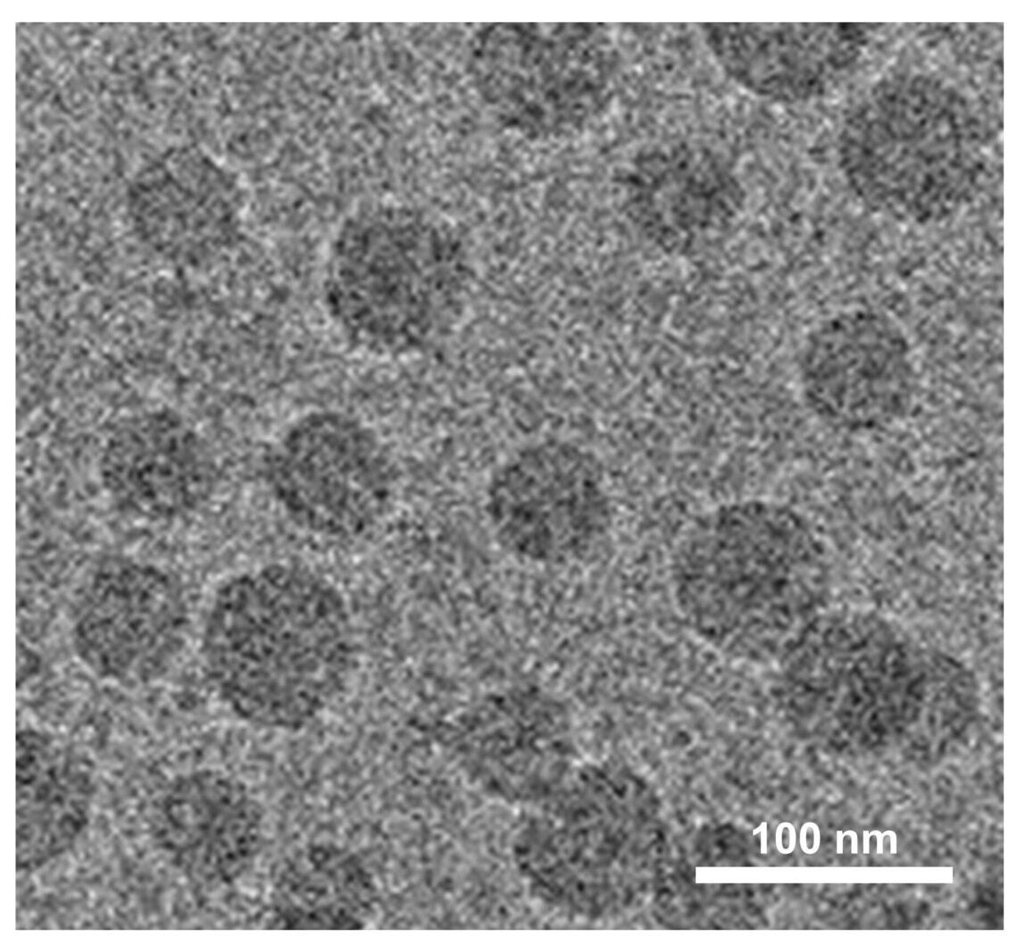 A representative cryo–electron microscopy (cryo-EM) image of LNP-encapsulated SP-cp-caf1 mRNA.