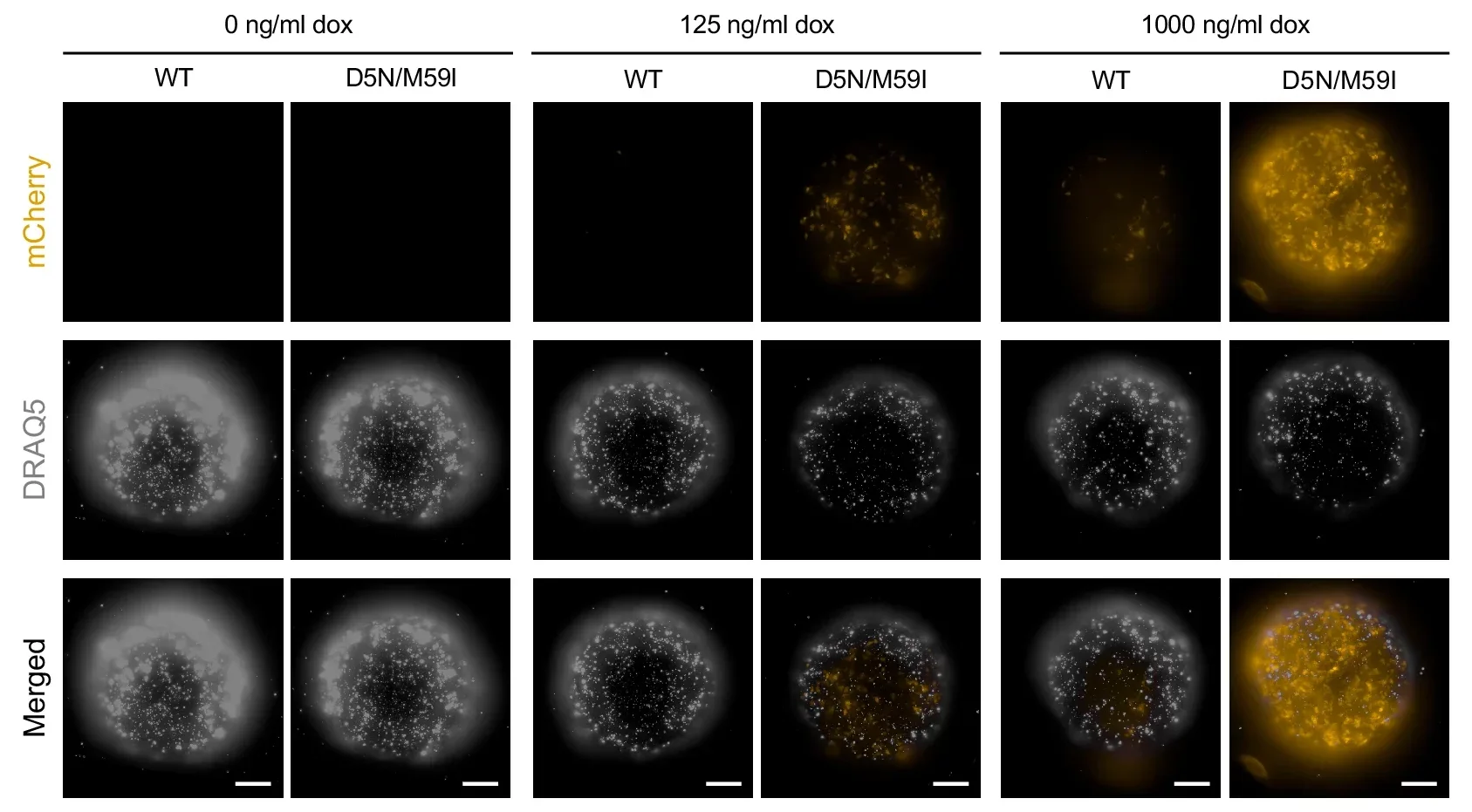 Activation of evolved rtTA variants in embryoid bodies at DIV6; scale bar, 200 μm.