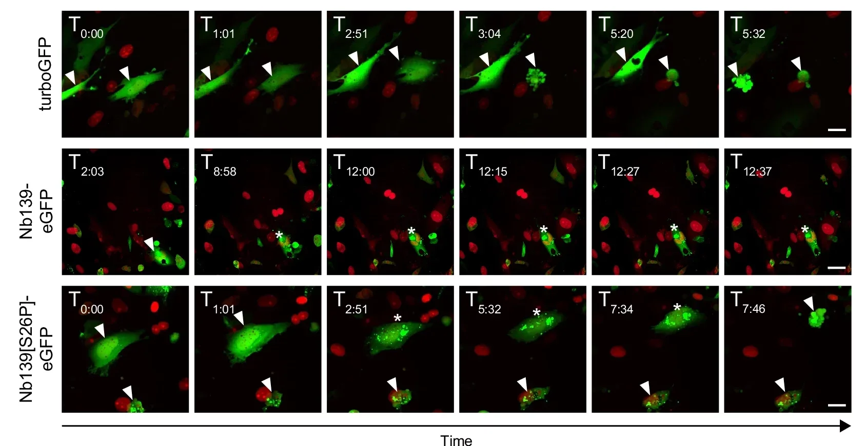 Directed evolution of an intracellular nanobody.