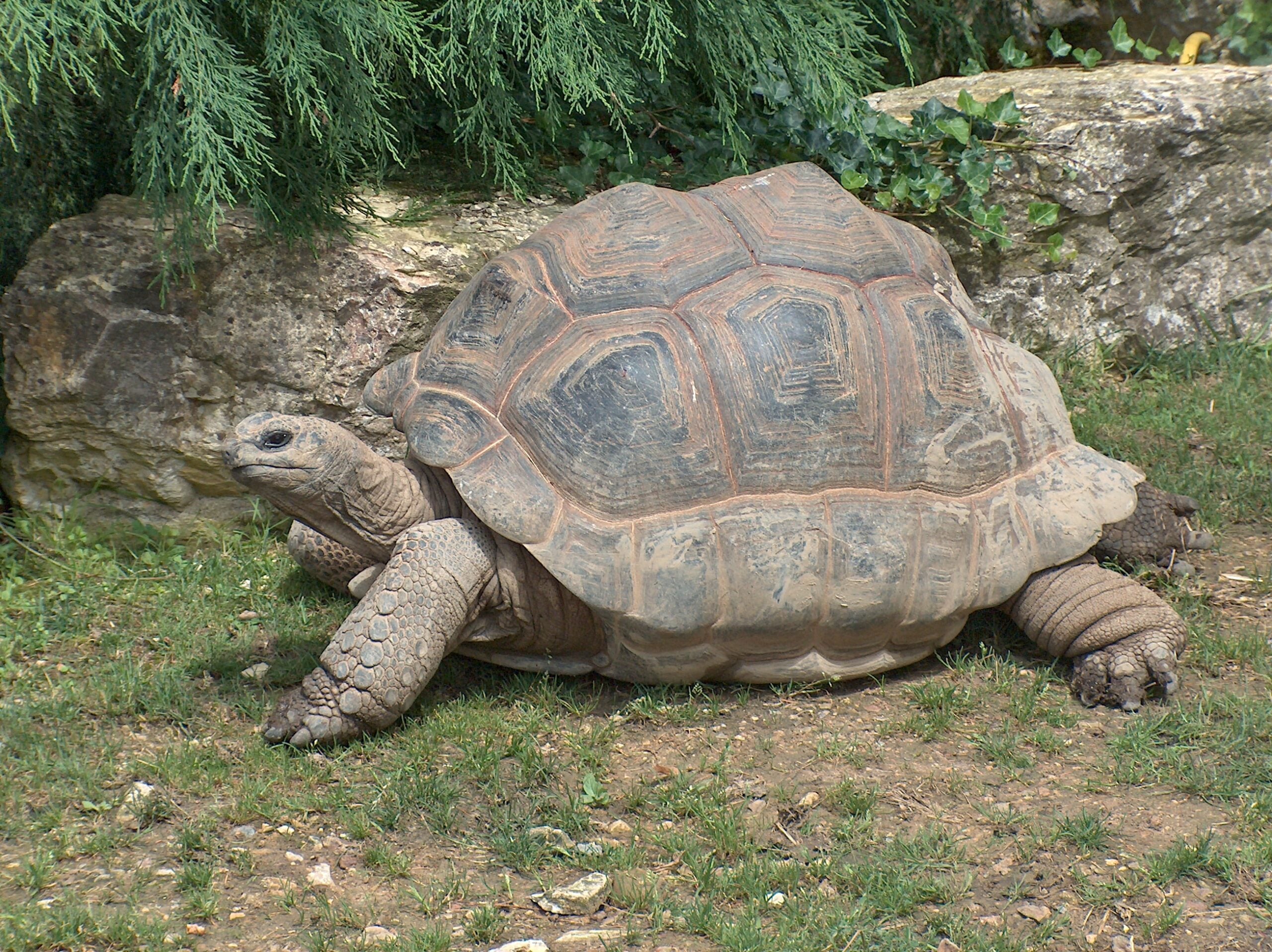 Aldabra Giant Tortoise can live well over 150 years. 