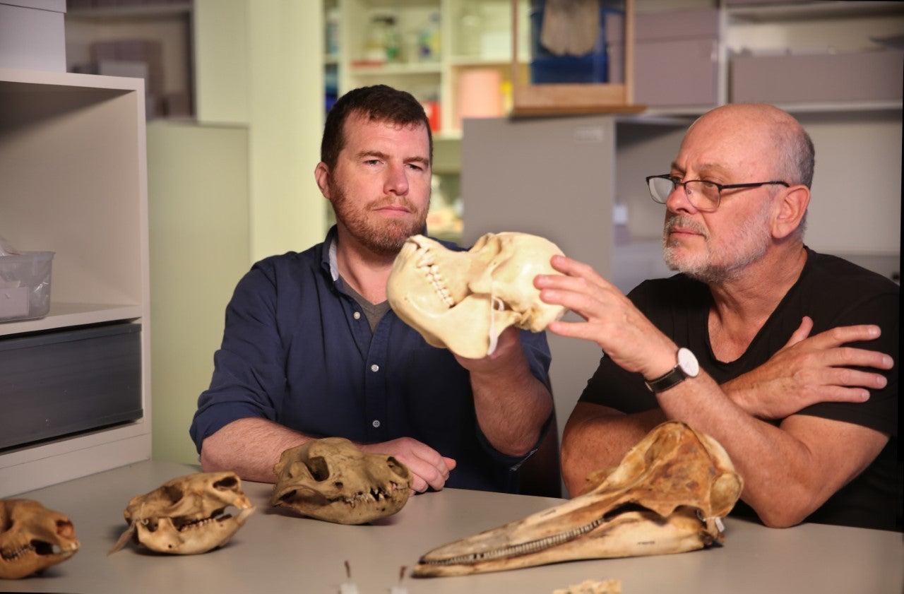 Professors Kris Helgen (left) and Tim Flannery examine modern mammal skulls on display at the Australian Museum