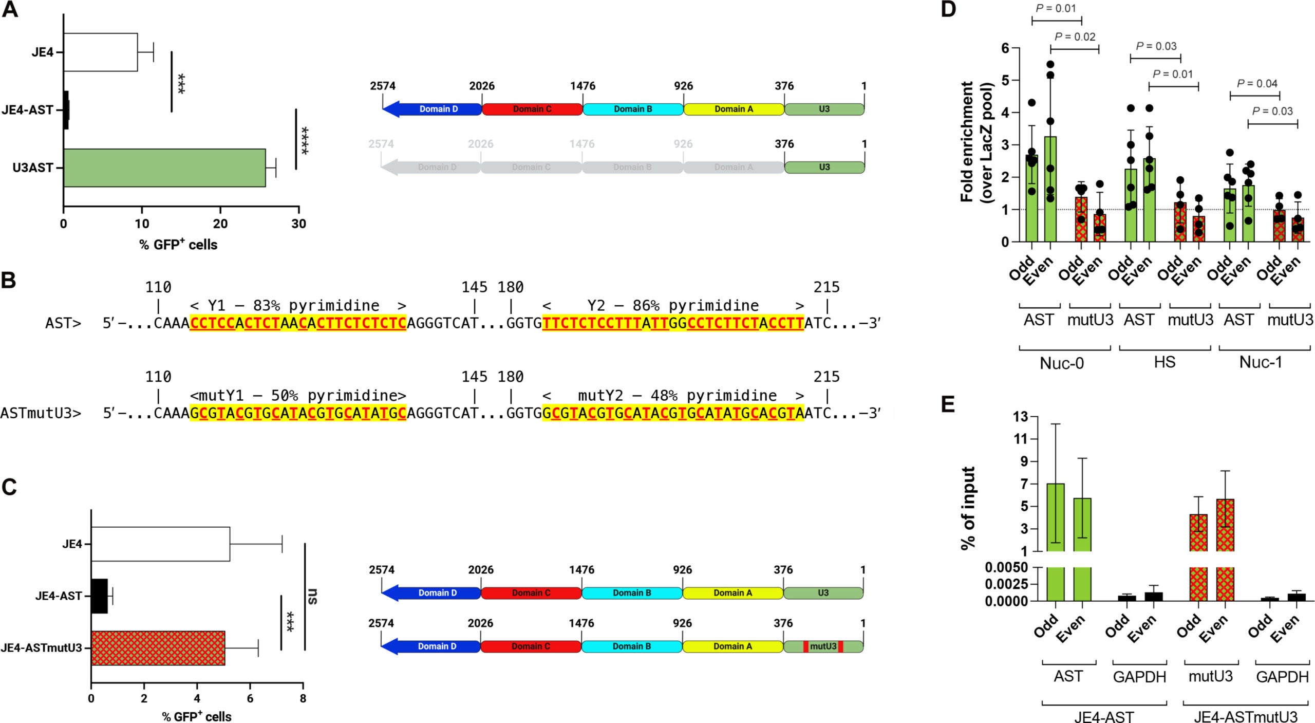 The 5′ terminus domain of AST is required for interaction with the proviral 5′ LTR.