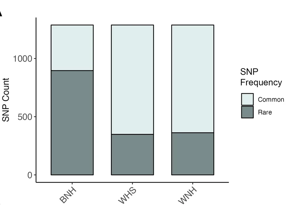 Rare and common SNP frequencies by ethnic control group.