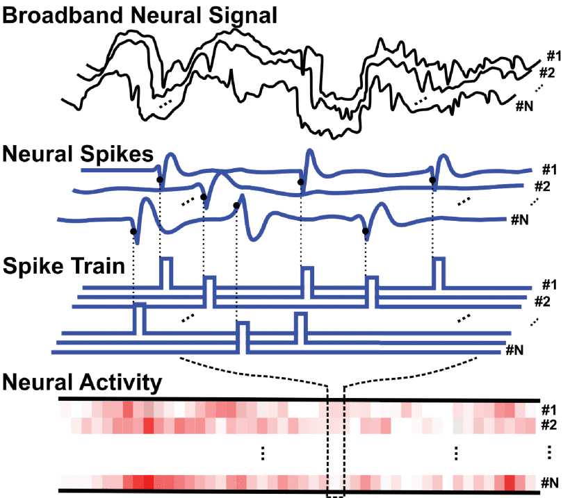 N-channel neural signal at various processing steps: broadband neural signals, neuronal spikes, binary spike trains indicating detected or sorted spikes, and neural activity derived from smoothing the spike rates.