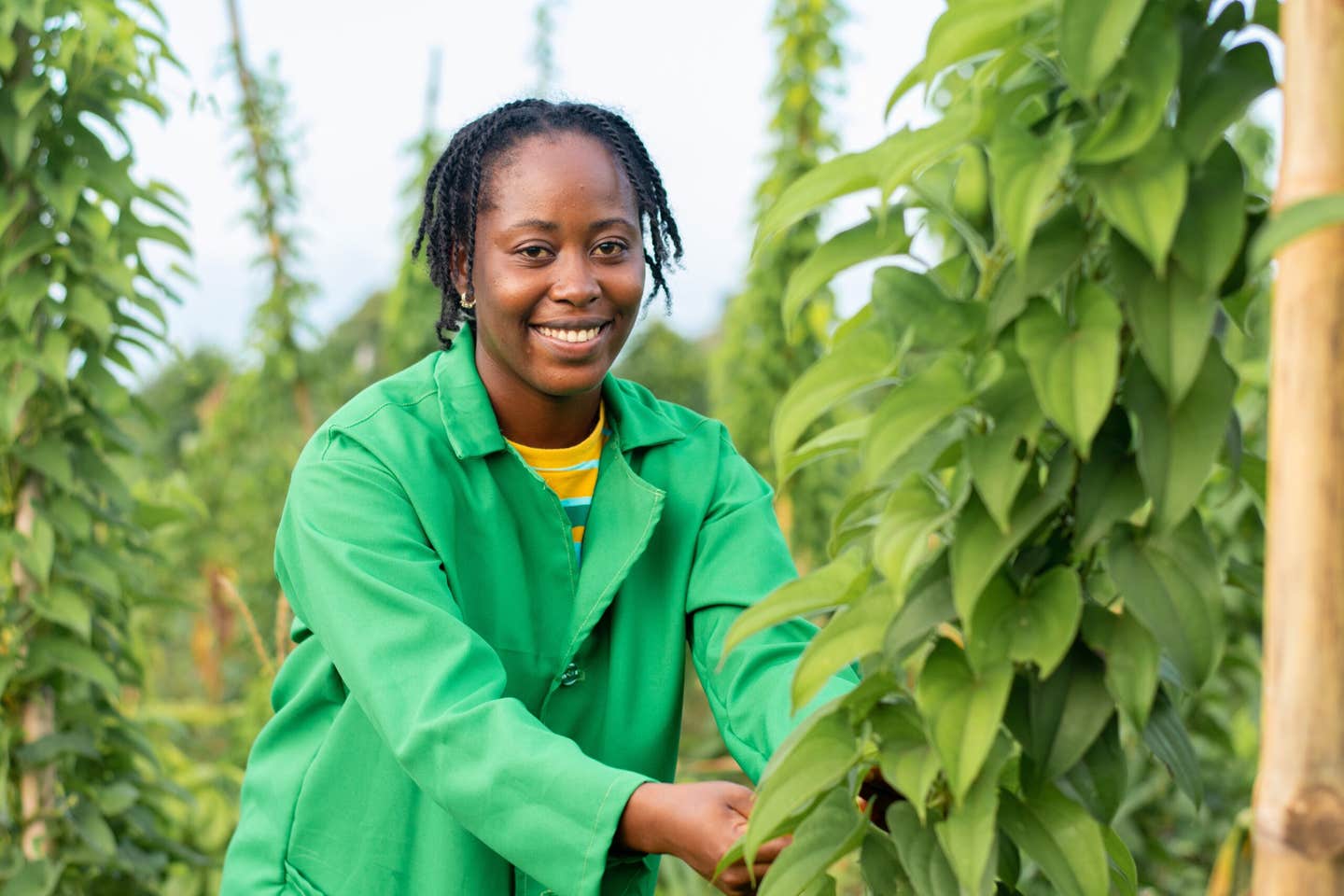 Nigerian food plants show promise in cancer therapy through natural compounds that fight tumors and reduce inflammation.