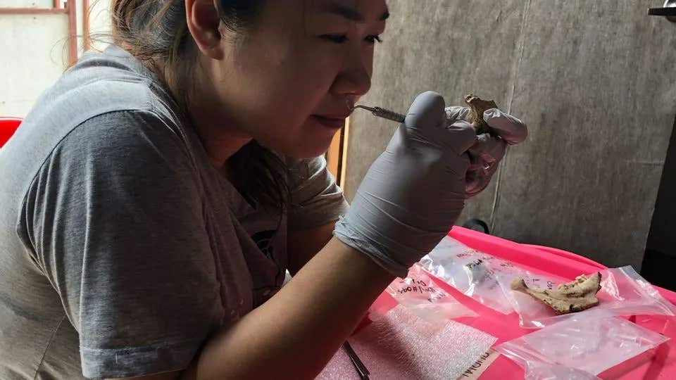 Co-author Charmsirin Devanwaropakorn carefully removes ancient dental calculus during fieldwork at the Nong Ratchawat site