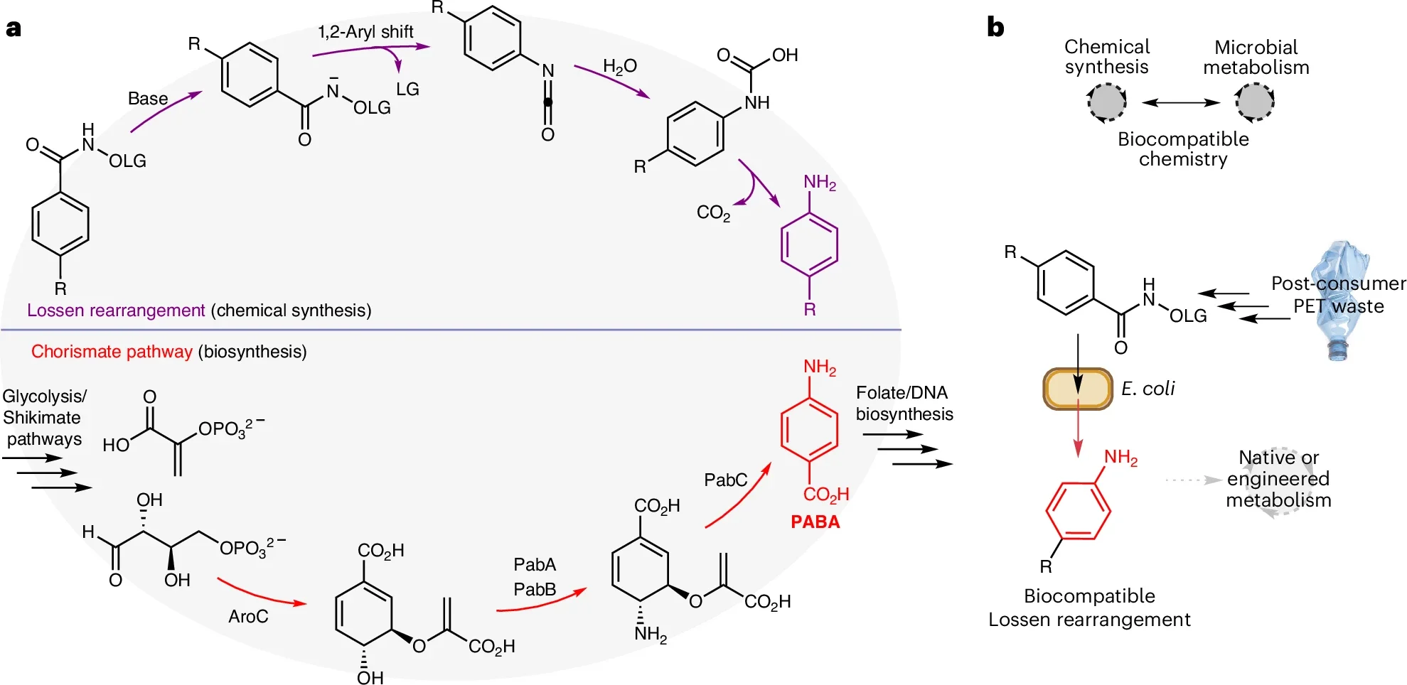 Aniline synthesis from carboxylic acids in vitro and in vivo.