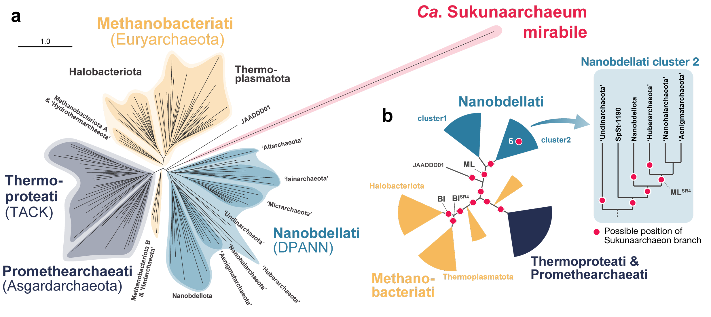 Phylogenetic placement of Sukunaarchaeum within the Archaeal domain.