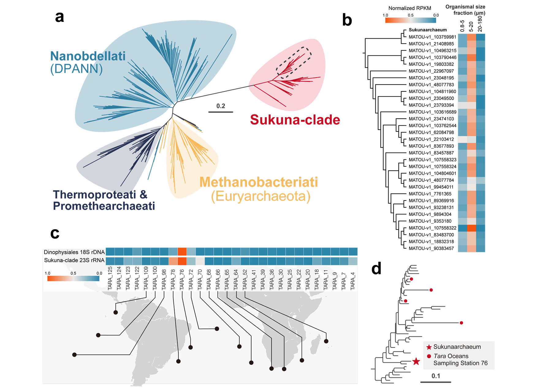 Exploration of Sukunaarchaeum-related sequences in environmental sequence datasets.